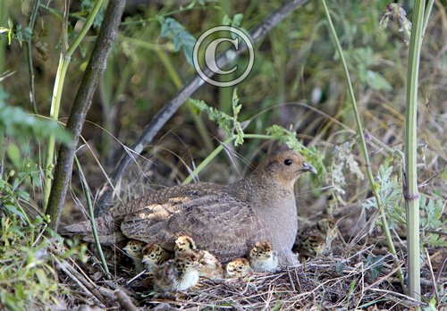 Grey Partridge with Chicks DM0527